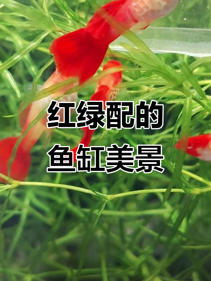 鸿运当头孔雀鱼与竹节草搭配,美丽又和谐