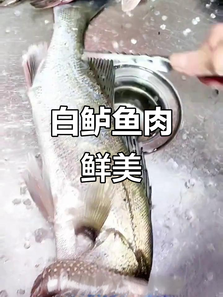 富春江白鲈鱼:鲜美清蒸,肉质嫩滑