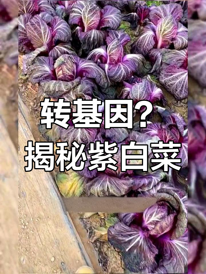 紫白菜的由来与营养价值