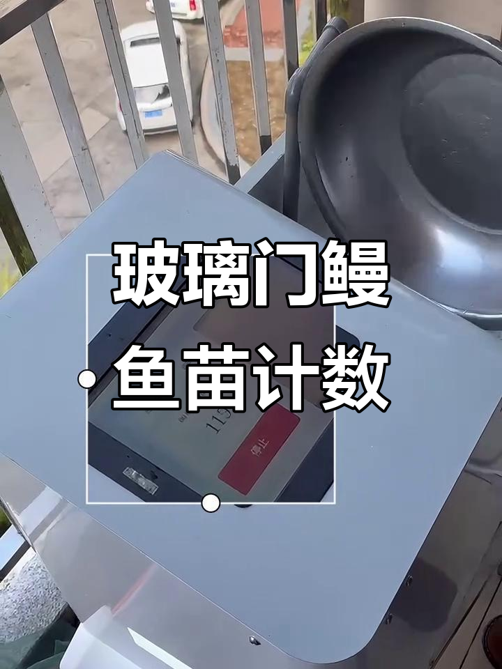 玻璃门鳗鱼苗计数,200条倒进去数出199条