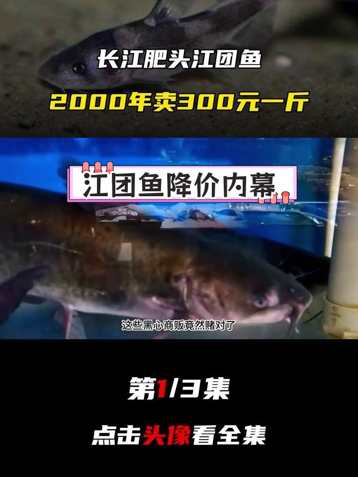 江团鱼价格暴跌,背后原因揭秘