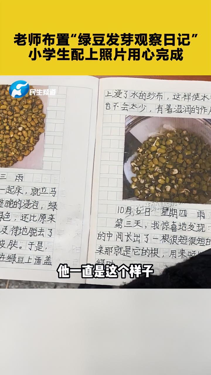 老师布置“绿豆发芽观察日记”,小学生配上照片用心完成 小学生 老师 作业