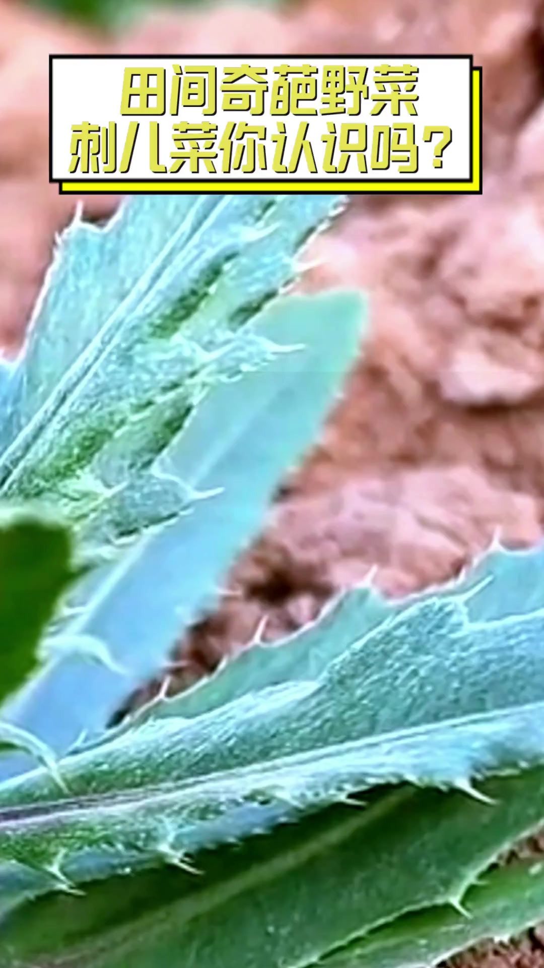 田间奇葩野菜,刺儿菜你认识吗?