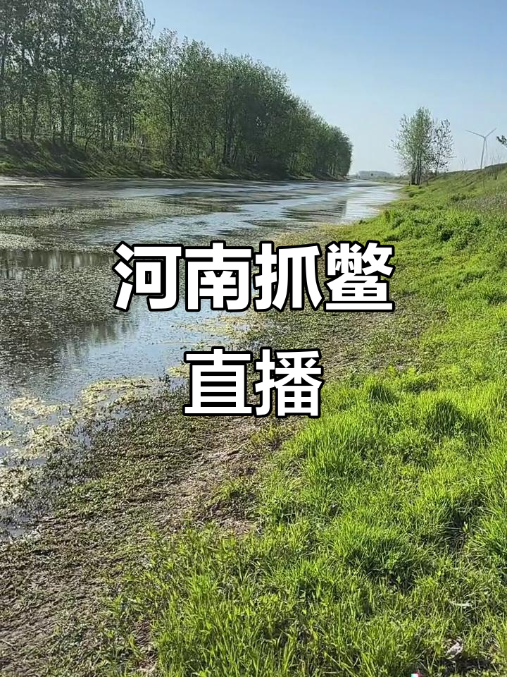 河南岔河野生甲鱼大揭秘，抓巨物直播现场！