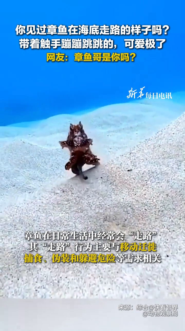 你见过章鱼在海底走路的样子吗?带着触手蹦蹦跳跳的