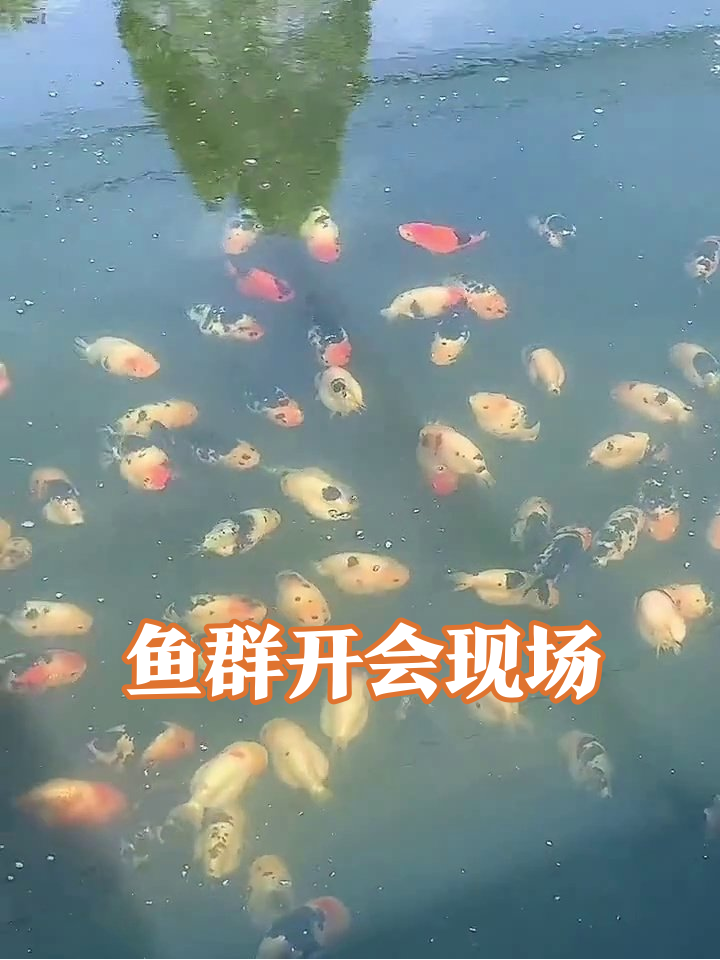 鱼群开晨会现场!红黑白黄挤一堆,圆滚滚像彩色汤圆太治愈