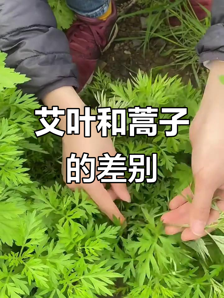 艾叶与蒿子区别大揭秘,你分清楚了吗?