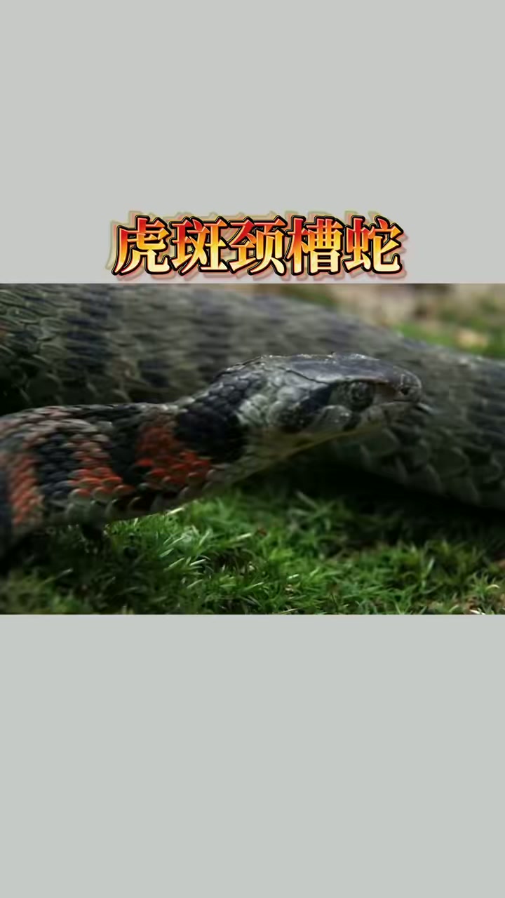 蛇类科普:虎斑颈槽蛇野鸡脖子