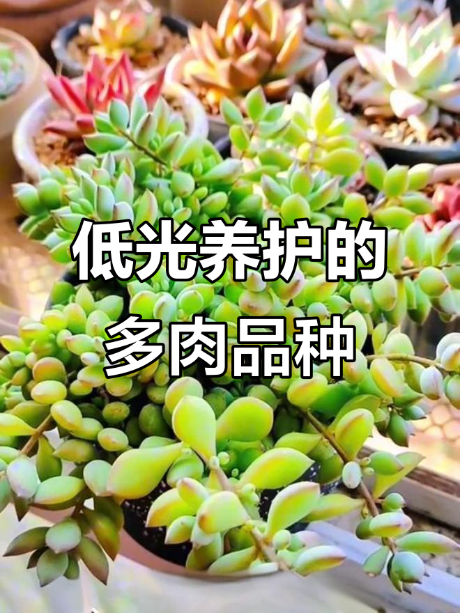 光照不足也能养的十款多肉植物,轻松搞定