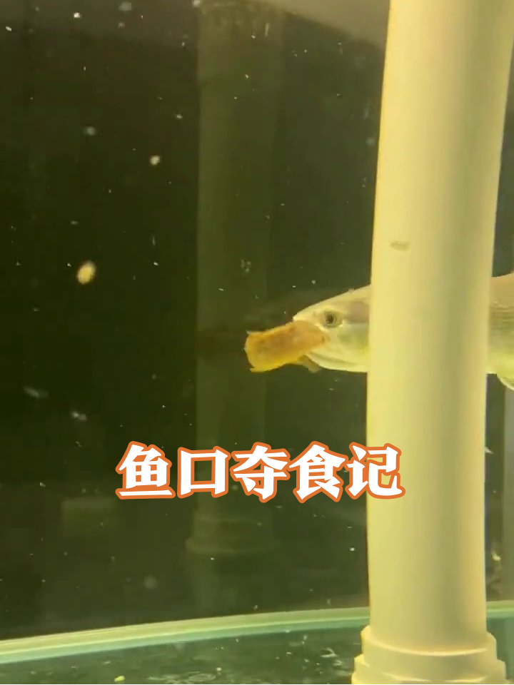 黄金河虎鱼干饭名场面:一口闷泥鳅,被捞时疯狂挣扎