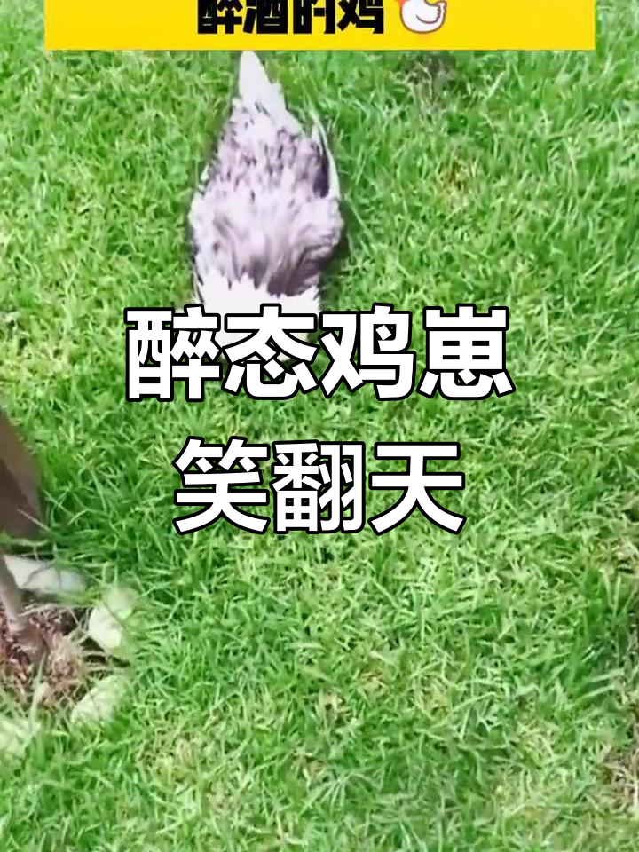 醉酒鸡崽的搞笑瞬间