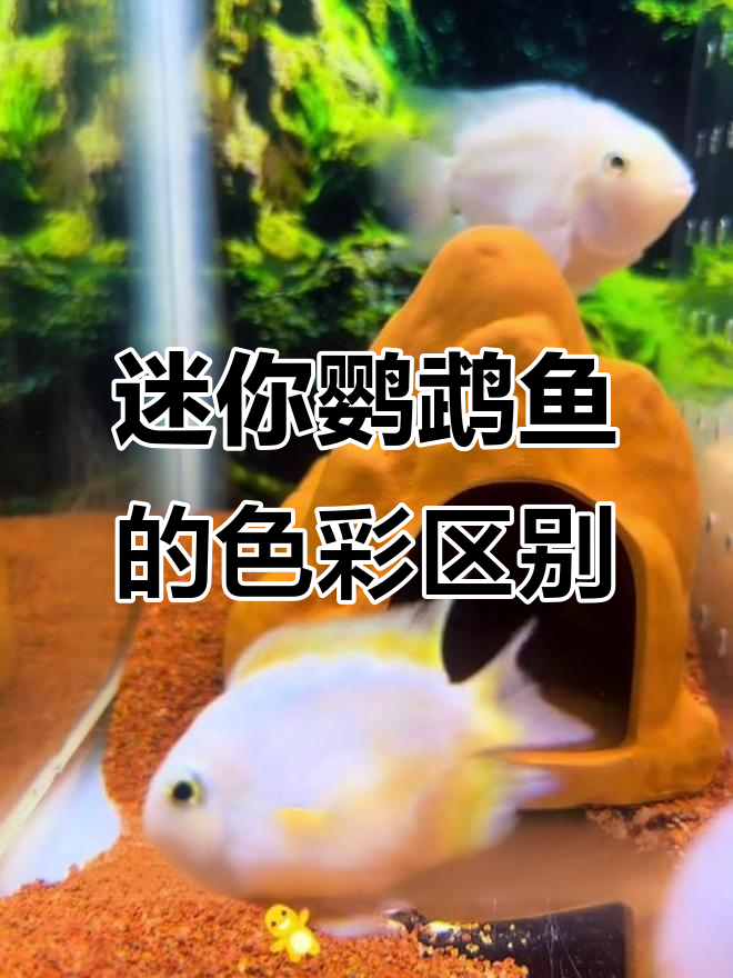 迷你鹦鹉鱼颜色大揭秘!这些品种你了解吗?