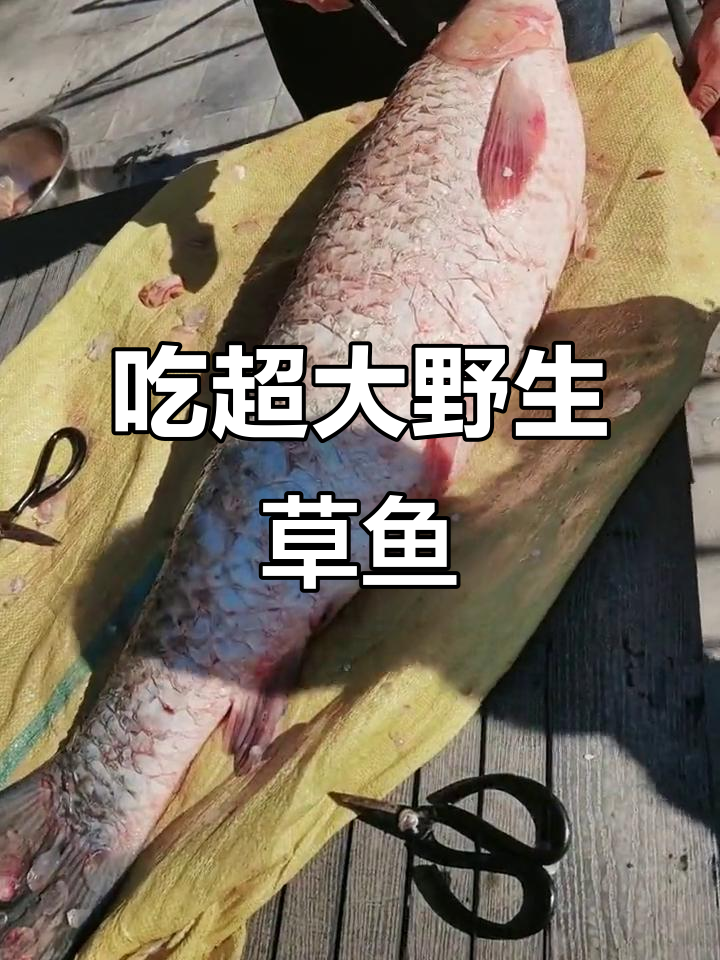 野生草鱼大揭秘，三十多斤的生鱼肉你敢挑战吗？