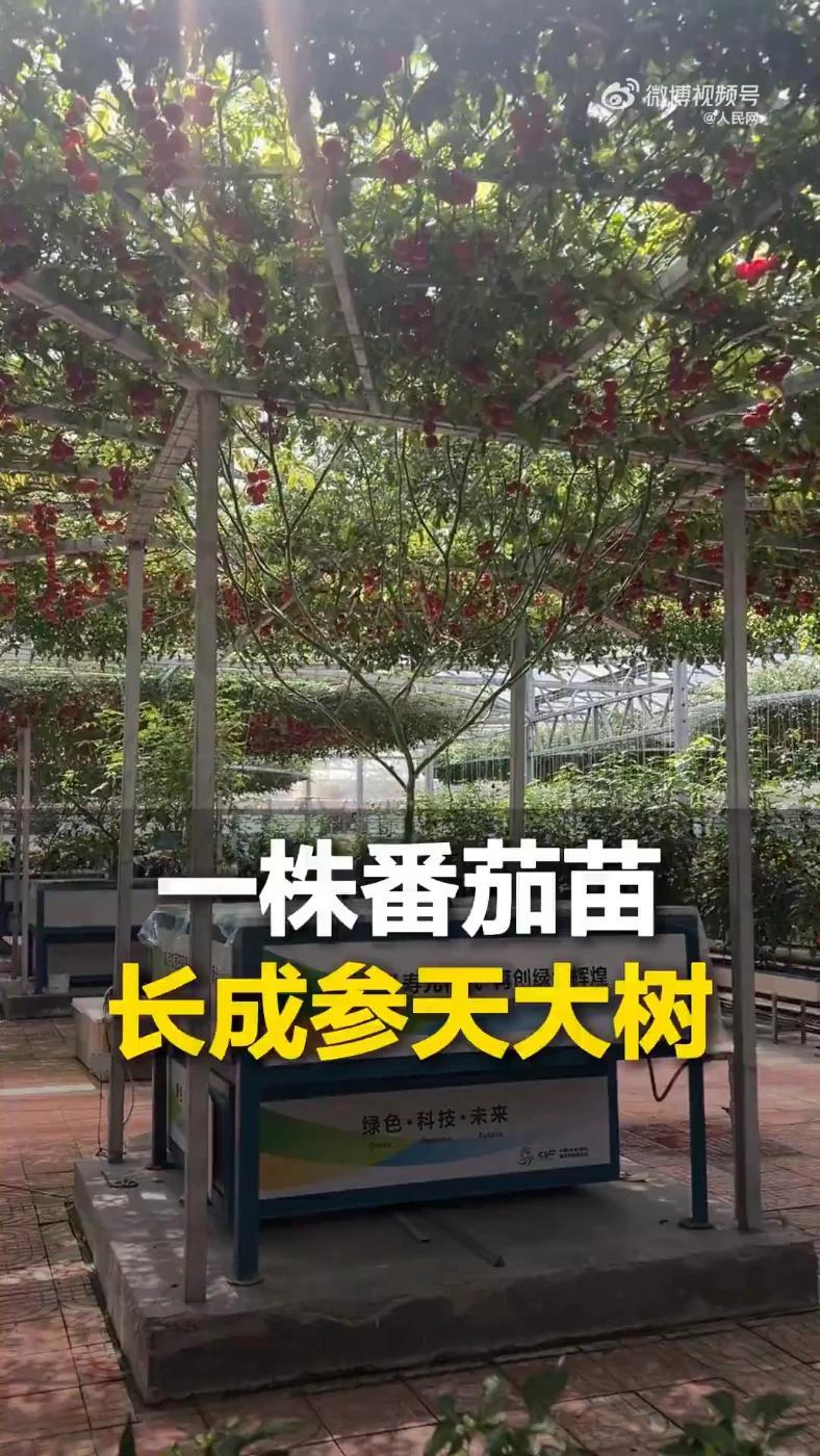 长见识了!1株苗长成冠幅面积150平方米番茄树~ 近日,山东寿光,一株番茄苗长成了冠幅面积