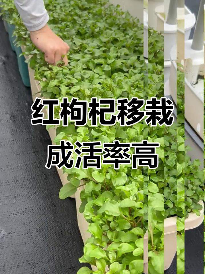 台湾红枸杞移栽20天,阳台菜园轻松爆盆