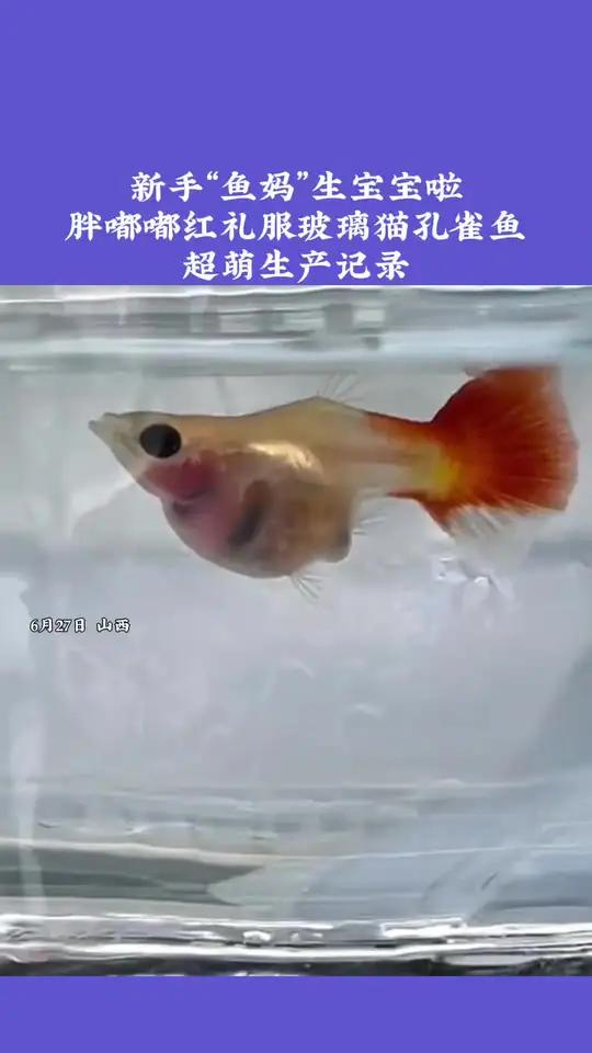 新手孔雀鱼妈超萌生产记录,这也太丝滑了吧