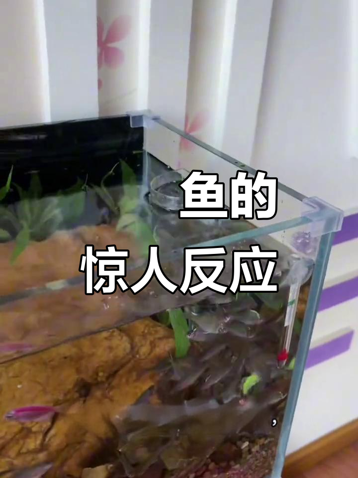 鳑鮍鱼进缸瞬间惊气四溢，幸得小桌遮盖才避免全军覆没