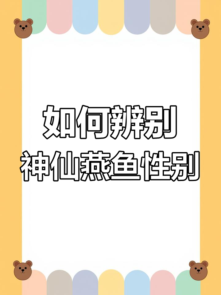 神仙燕鱼公母分辨技巧