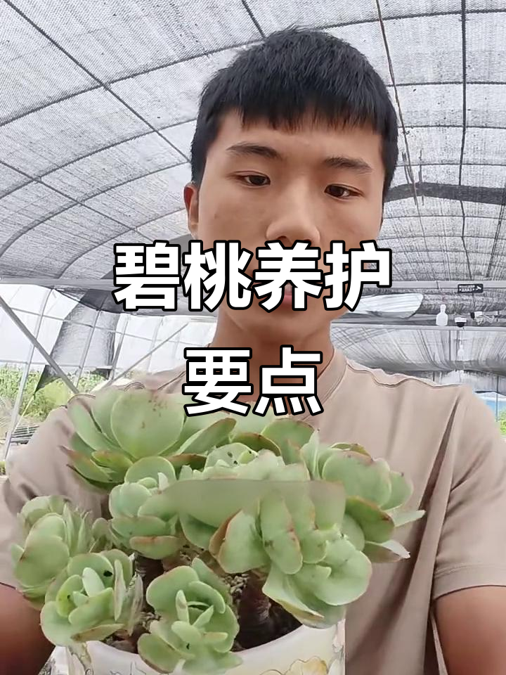 碧桃养护全攻略:光照、浇水与繁殖技巧