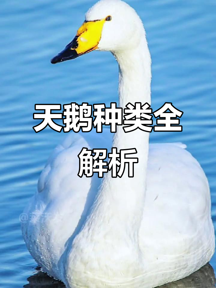 天鹅种类大揭秘:7种不同天鹅的独特特征与习性