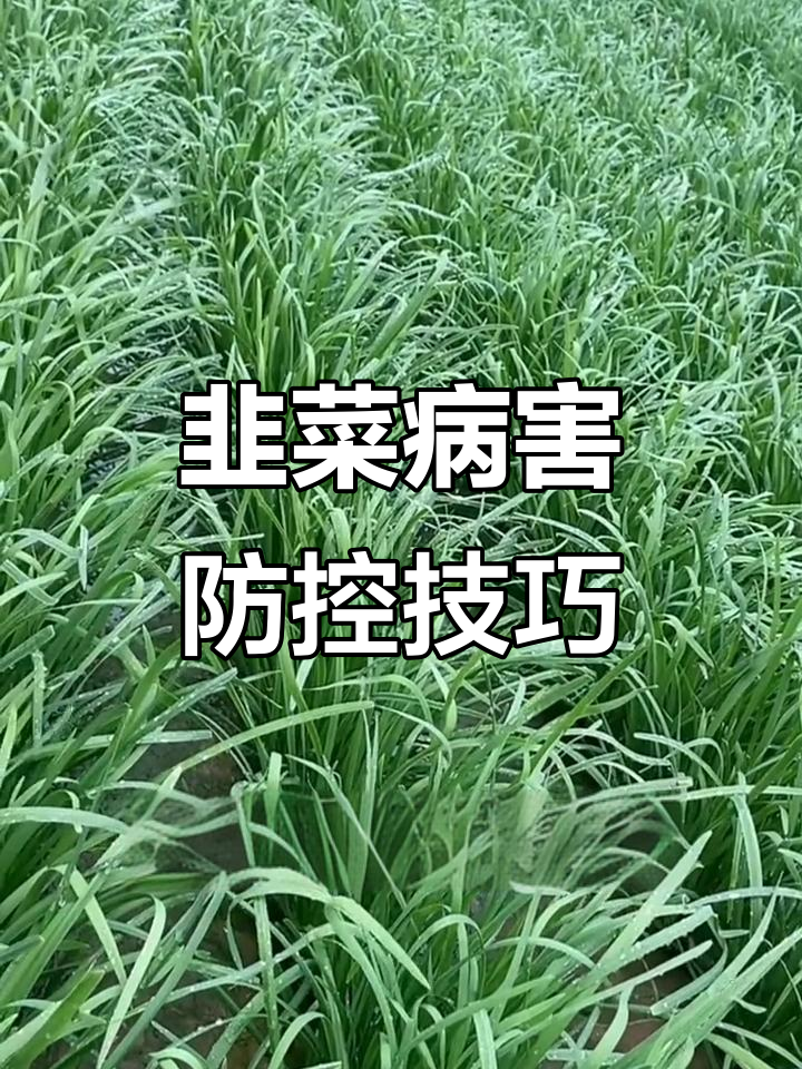 韭菜病害高发期,如何有效预防黄叶烂叶?