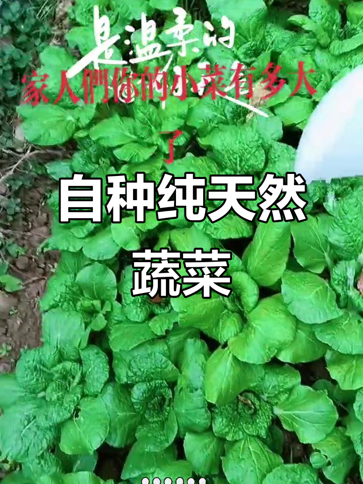 亲手种植的绿色蔬菜,这就是乡村生活的味道