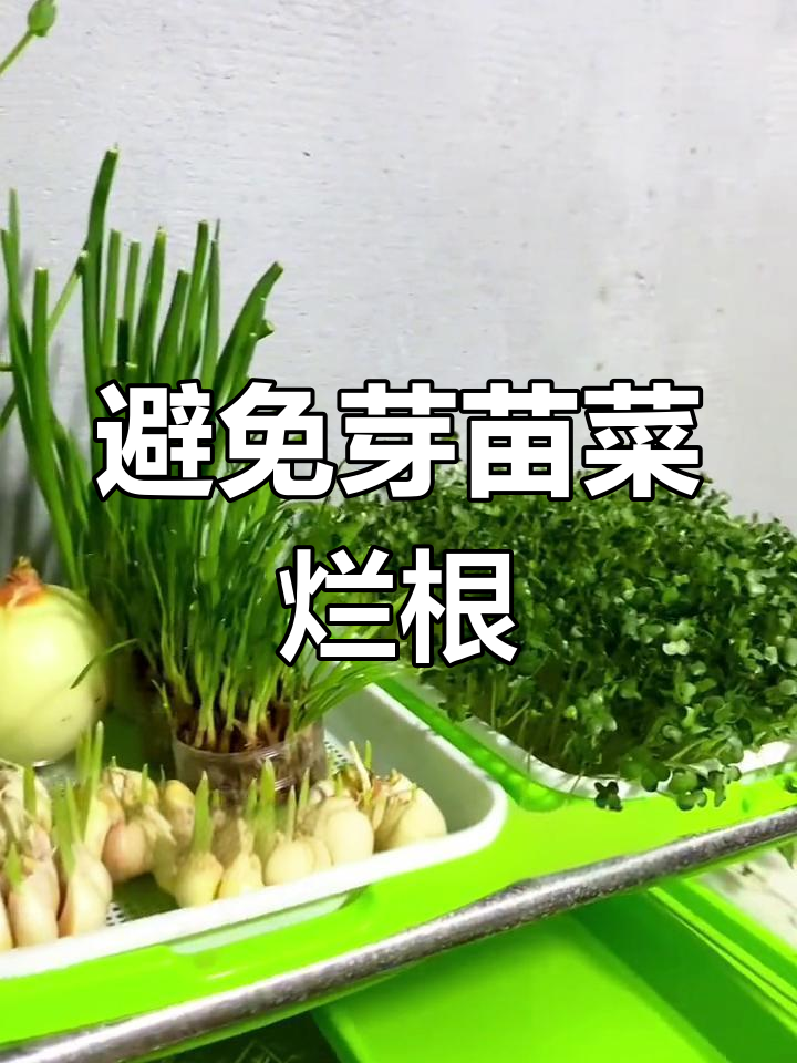 如何防止芽苗菜烂根发霉