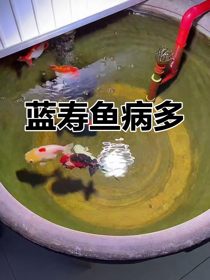 兰寿金鱼毛病不断,水质温度都没问题,到底是怎么回事?