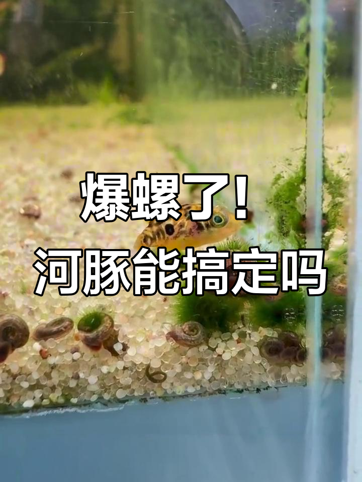 巧克力娃娃爆螺,河豚和潜水艇能否救场?