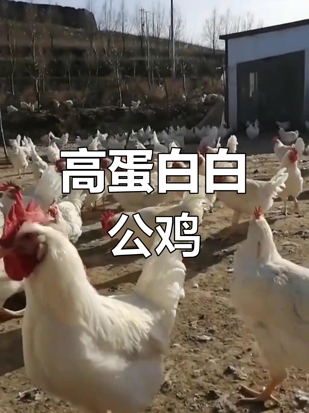 白公鸡的营养价值与滋补功效