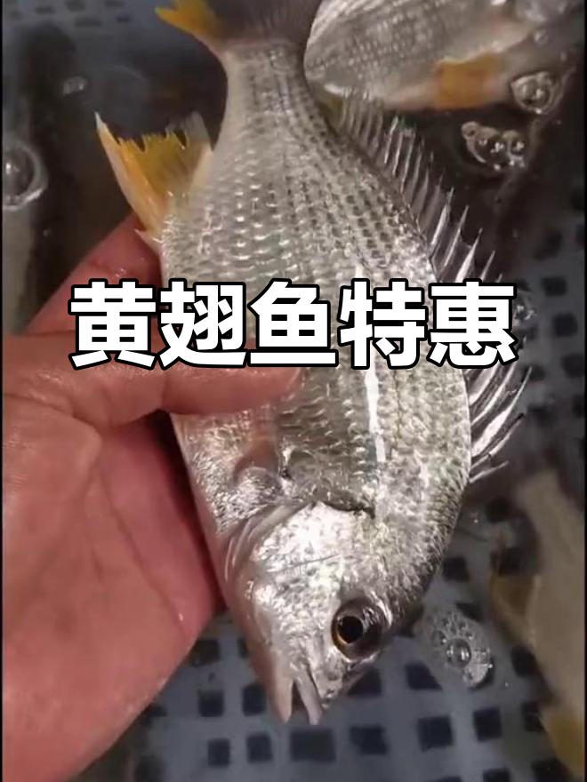 野生黄翅鱼特价,闽南话也能听懂