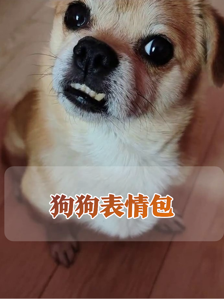 狗子咧嘴露牙笑出表情包,歪头吐舌萌化了