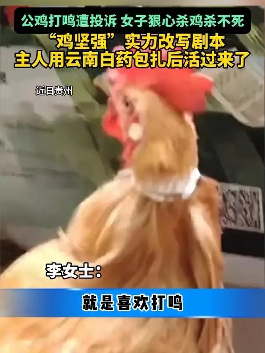 公鸡打鸣遭投诉,女子狠心杀鸡杀不死。“鸡坚强”实力改写剧本
