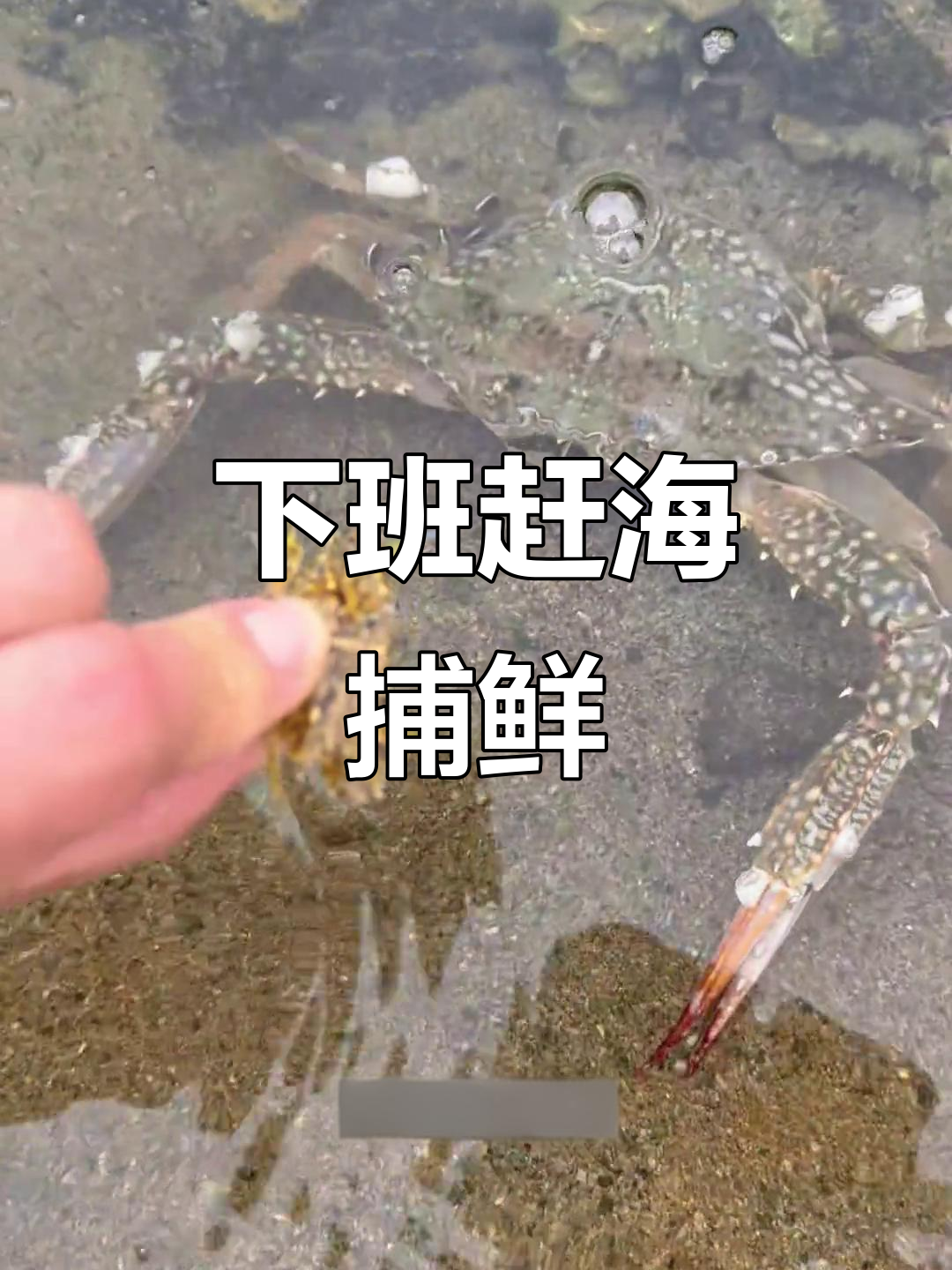 赶海抓海鲜,大螃蟹和小火山一起出现!
