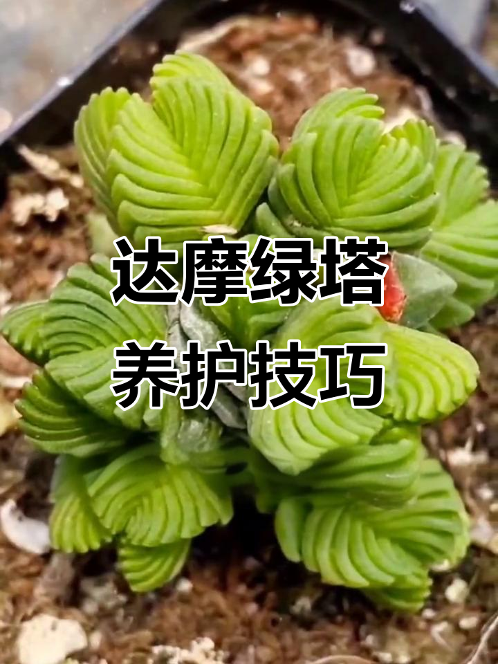 达摩绿塔养护全攻略：光照、浇水与温度管理