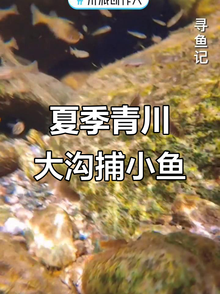 青川大沟夏日寻鱼,清澈水质下的木叶子鱼