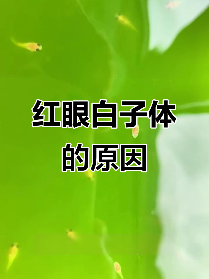 玻璃猫孔雀鱼苗出现红眼白子体,是正常现象还是异常?