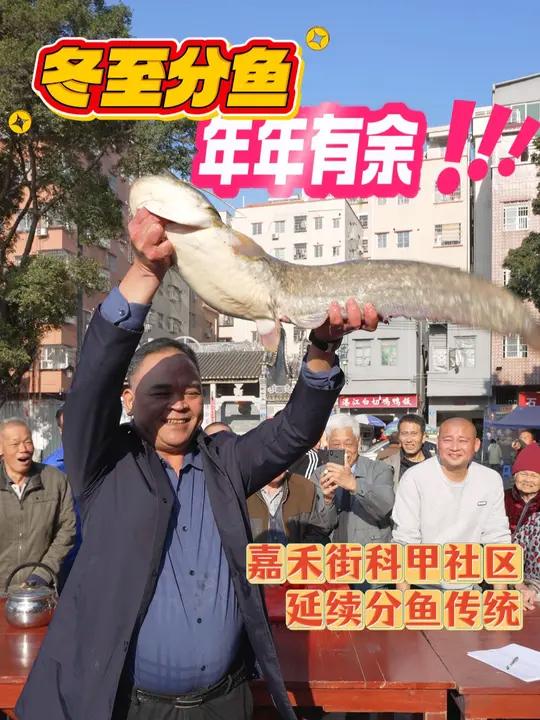 冬至分鱼 年年有余 冬至分鱼,年年有余!12月21日,嘉禾街科甲社区延续“分鱼”传统,平均