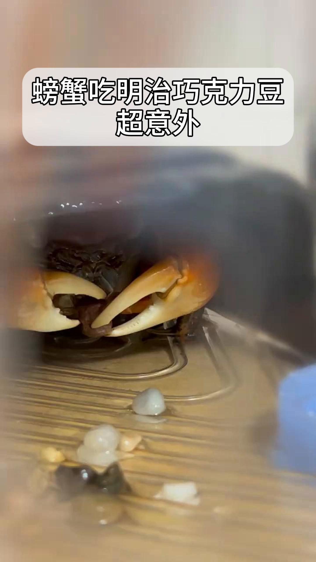 螃蟹吃明治巧克力豆超意外