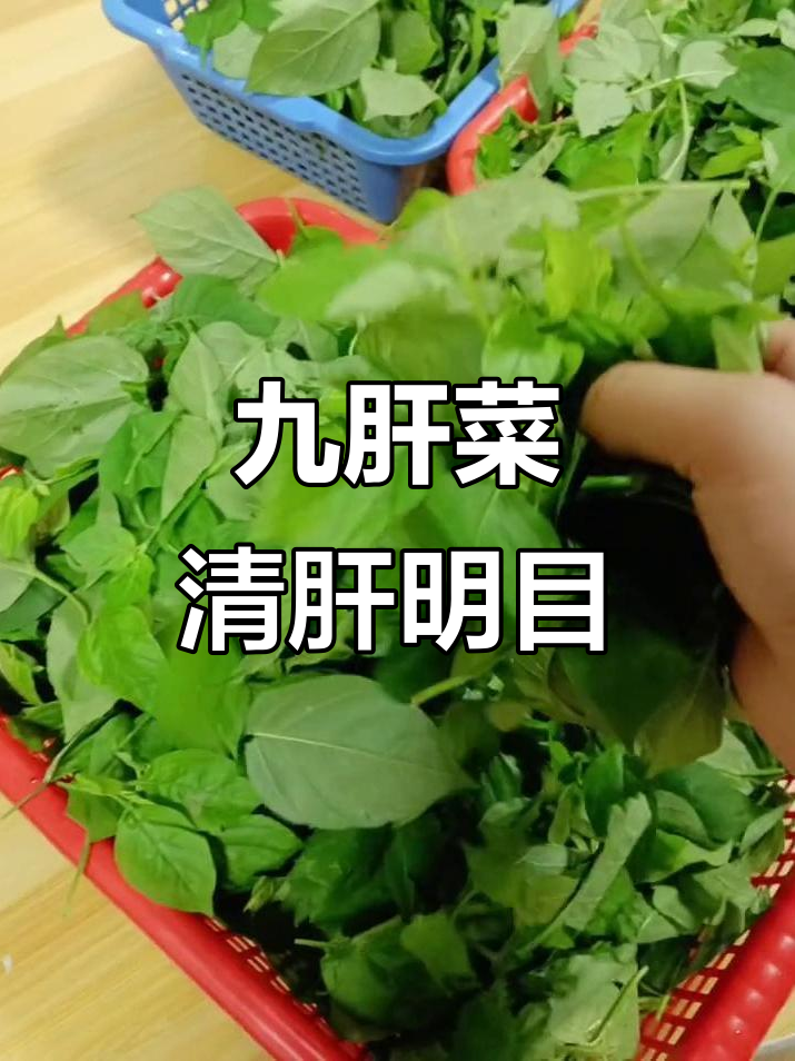 野生九肝菜,清热解毒又明目,味道超赞!