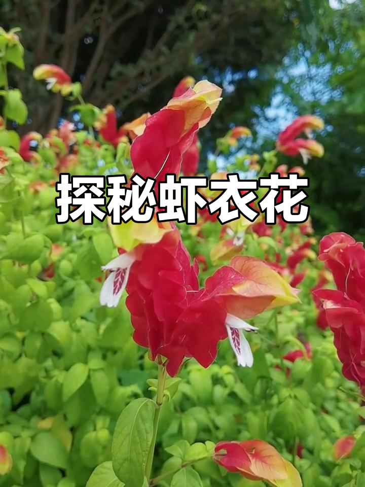 虾衣花:美丽而神秘的花朵,你了解吗?
