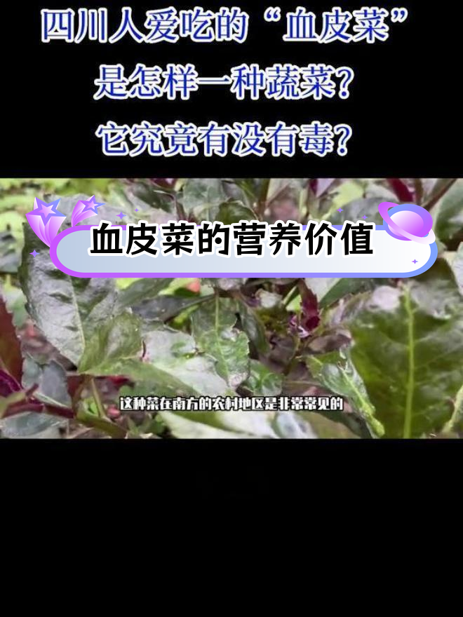 血皮菜的独特之处:南方常见补血蔬菜