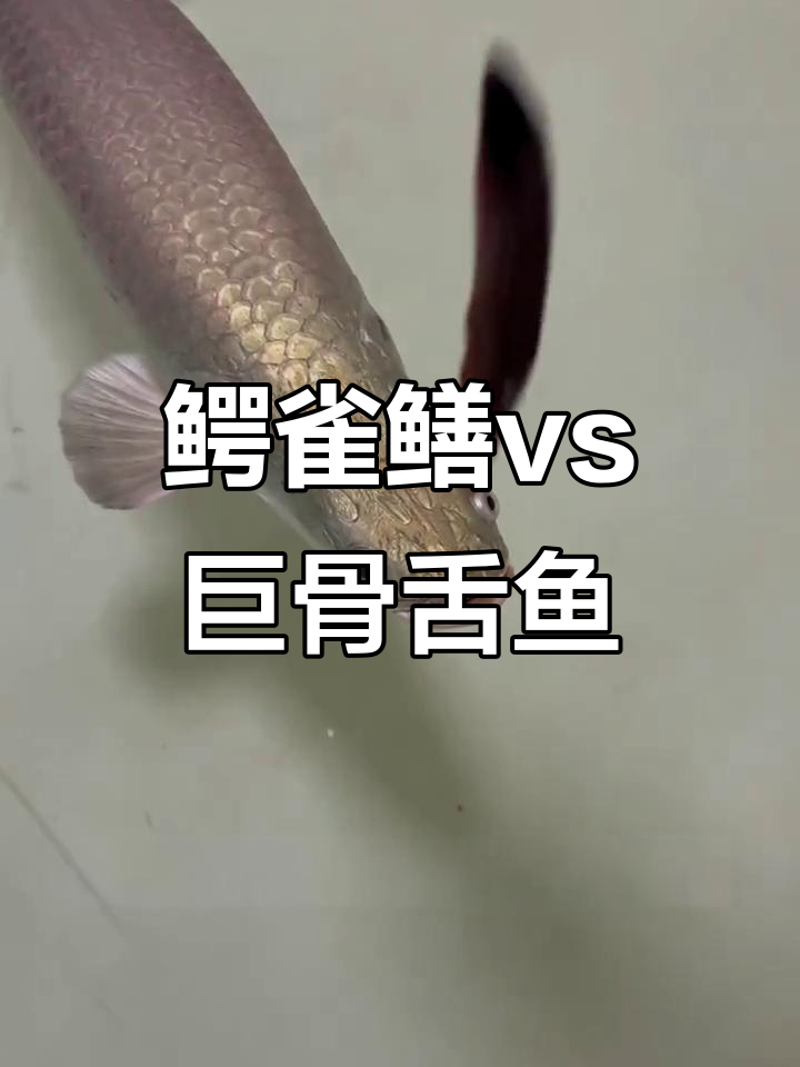 鳄雀鳝挑战巨骨舌鱼，谁能成为淡水之王？