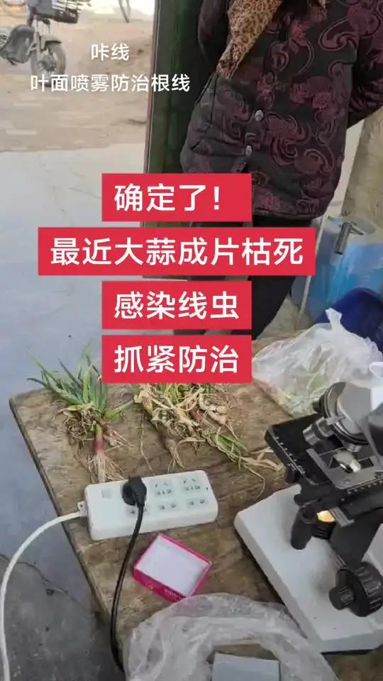 大蒜近期成片枯死 注意线虫危害,抓紧防治,咔线一亩地50毫升,严重区域间隔七天连打两次大蒜