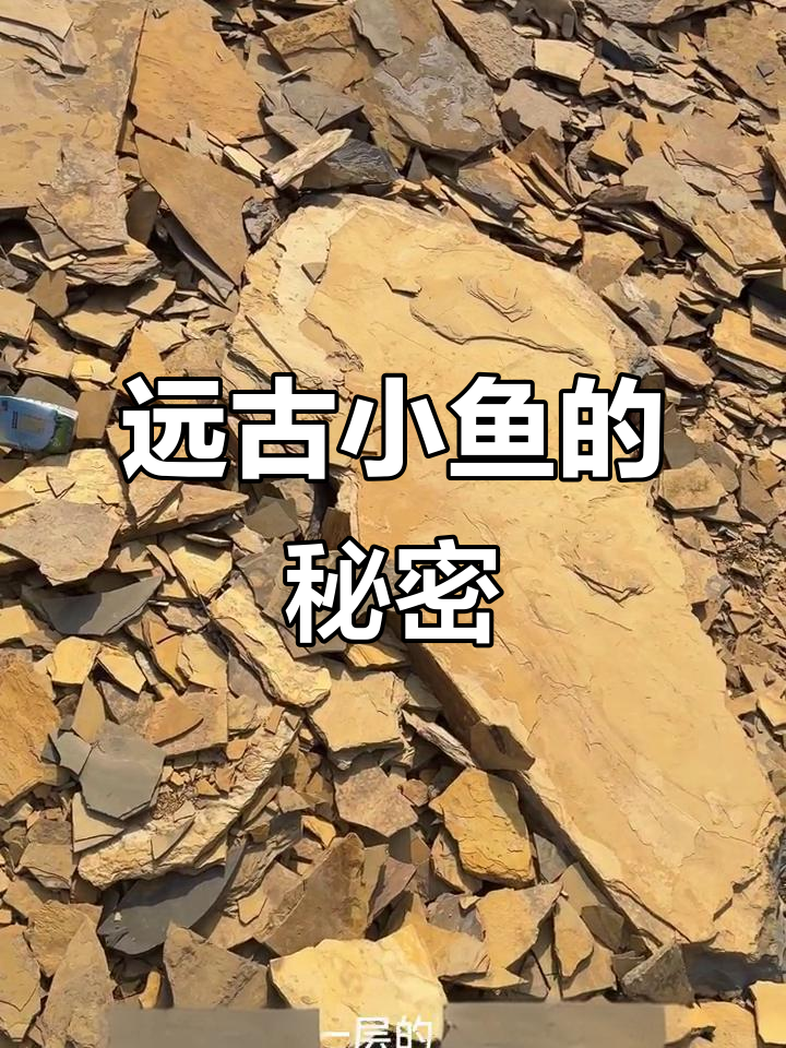 在野外发现远古小鱼,页岩里藏有惊喜!