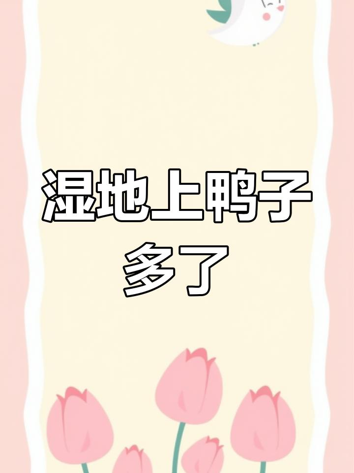 前关湿地公园野鸭成群,数量暴增!
