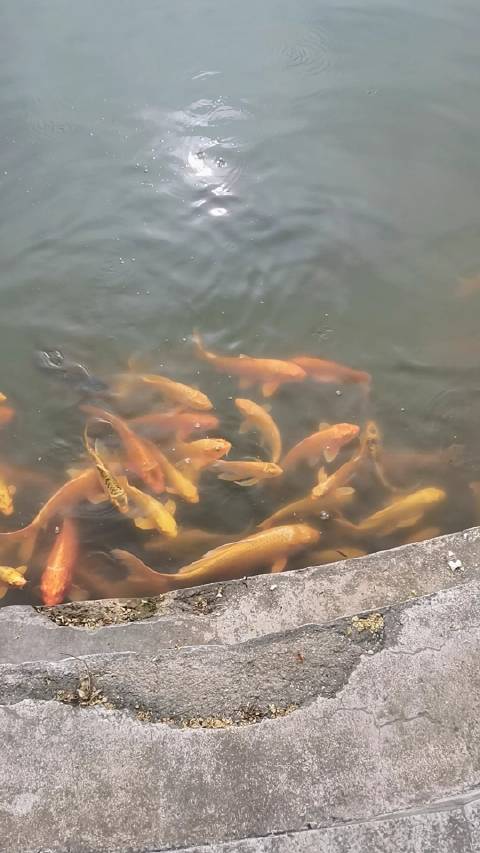 锦鲤就是金色的鲤鱼