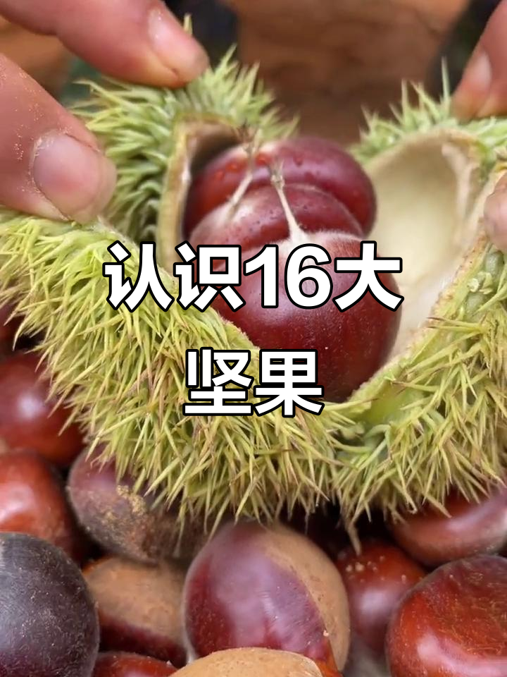 16种常见坚果,快速了解它们的特点和营养价值