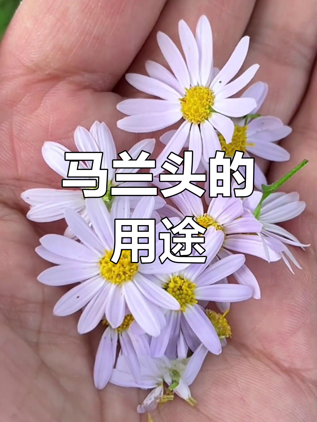 春天野菜马兰头,夏季泡茶更佳