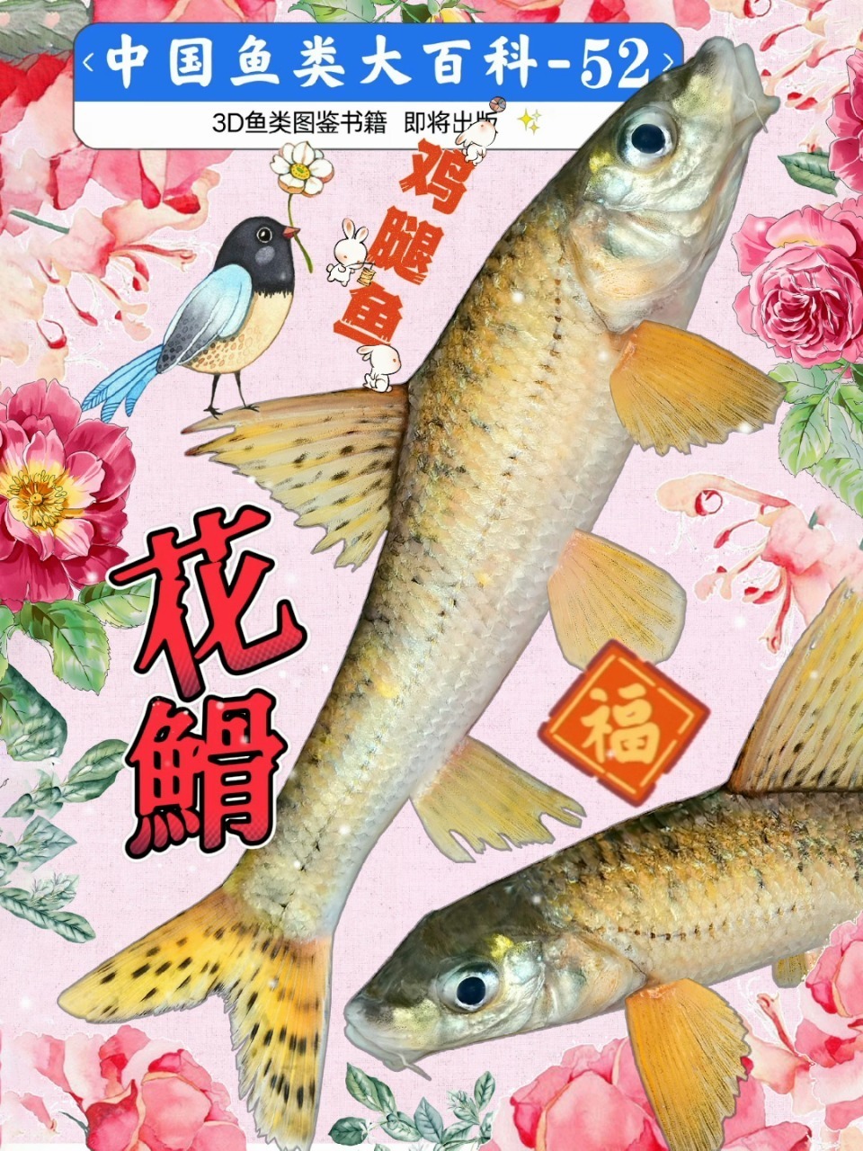 花花骨鱼鸡腿子鱼~家常美味河鲜